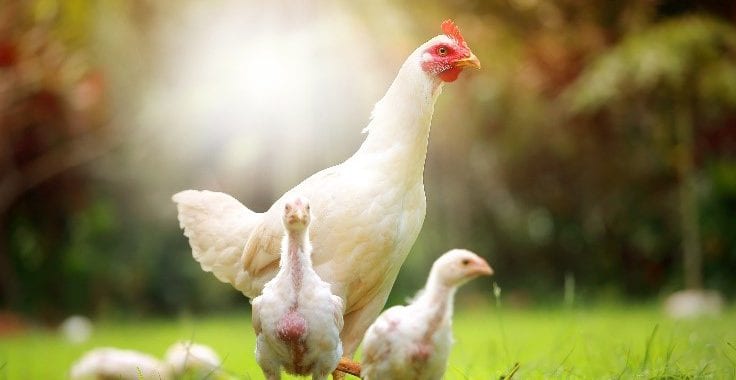 Large adult chicken with growing chicks in a free-range environment