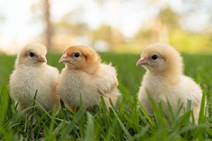 Day-Old Chicks