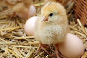 Hatching Eggs