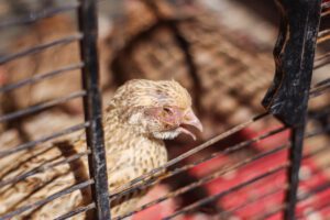 A chicken with swollen eyes suffering from coryza
