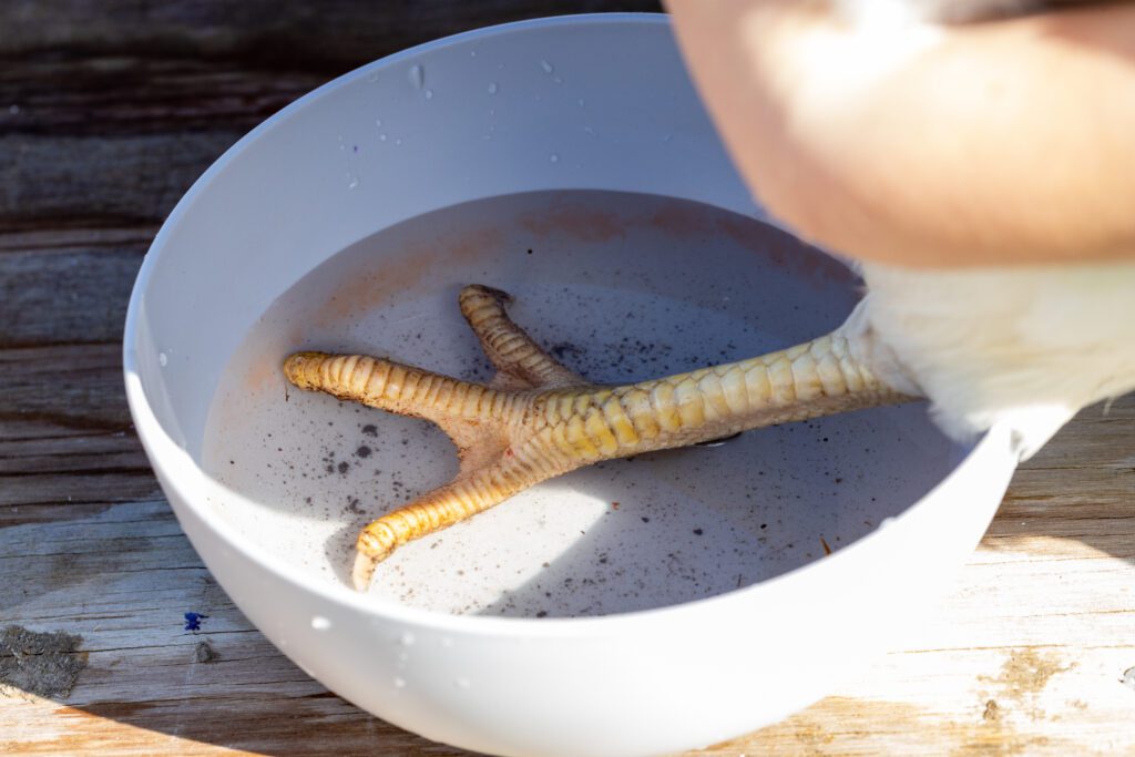 A chicken soaking its foot in a salt bath to treat for infection.