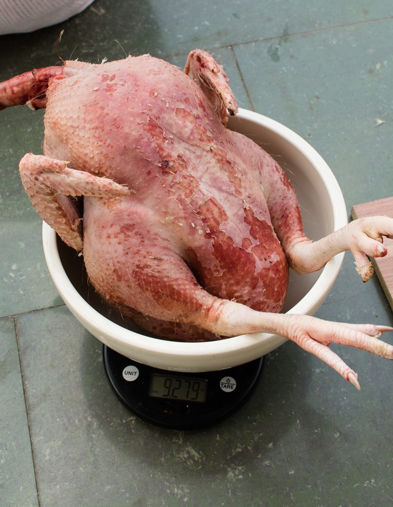Chicken placed on a scale for tracking weight gain and feed efficiency in poultry farming.