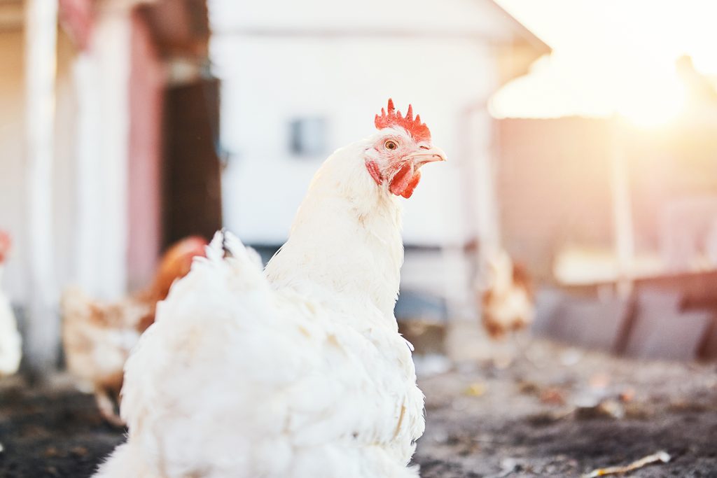Broiler chicken eating high-quality feed in a clean, well-managed poultry house.
