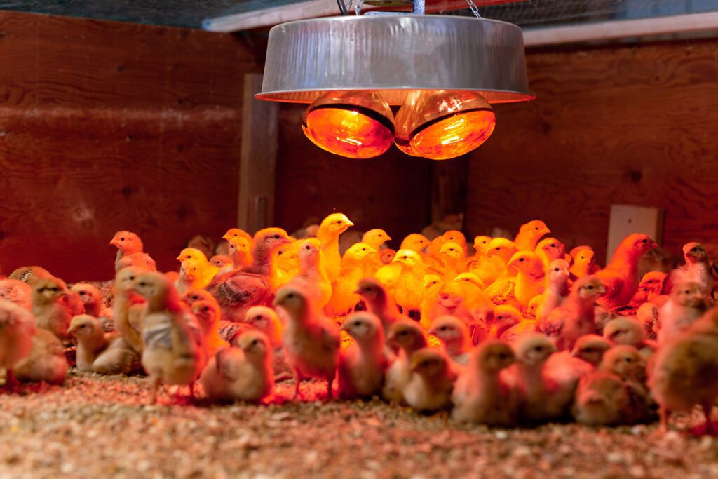 baby chicks inside a brooder with a warm lamp