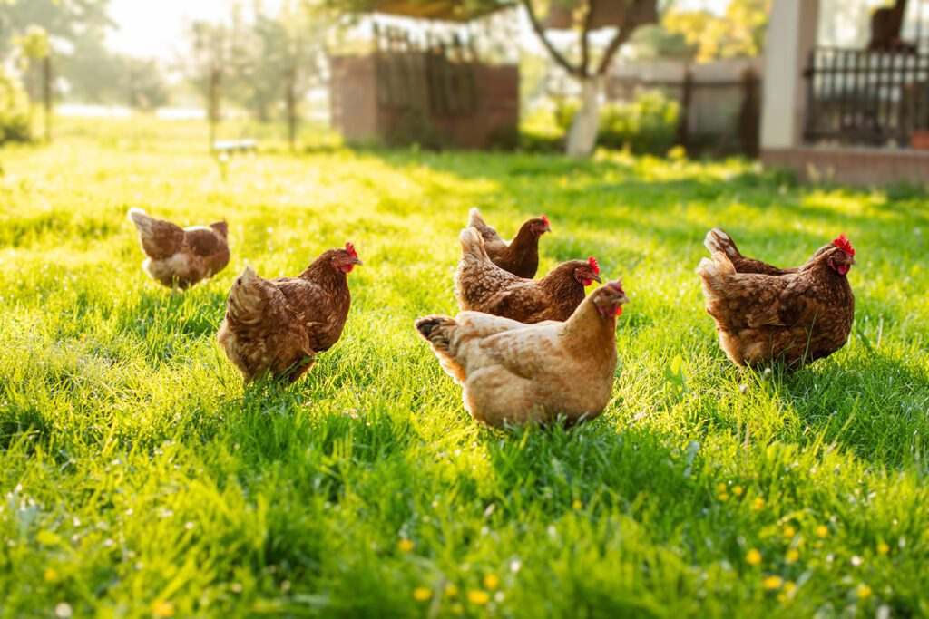 Flock of free-range chickens grazing on green pasture.