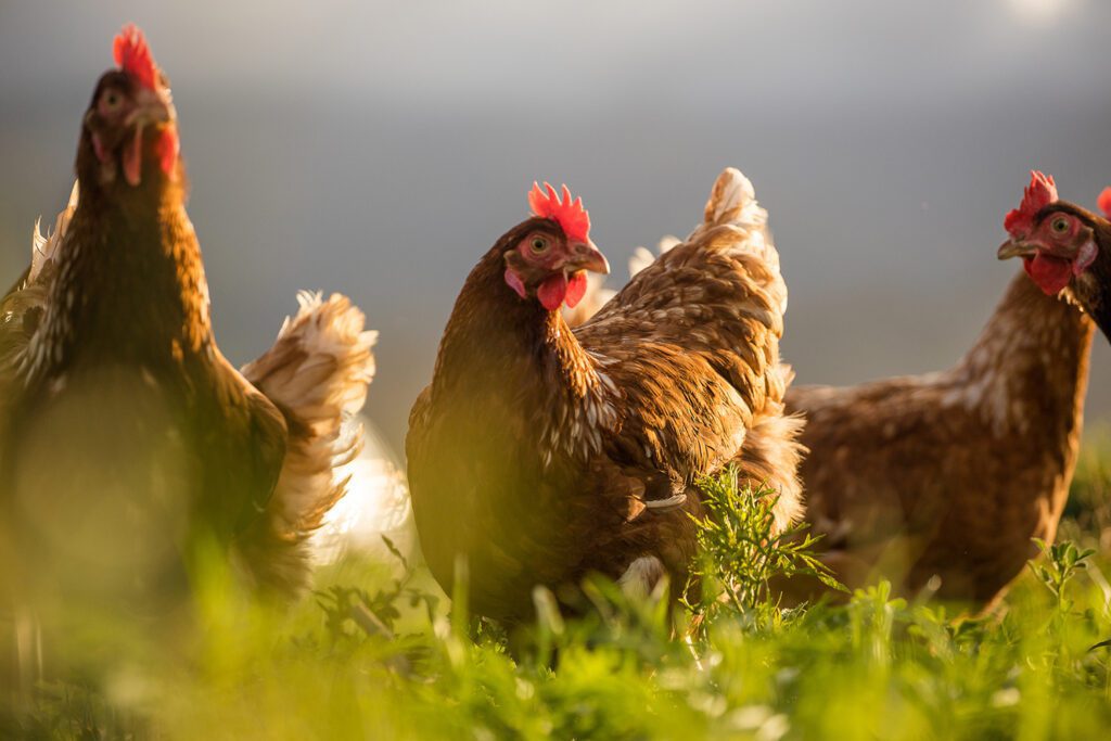 Free-range chicken on a farm.
