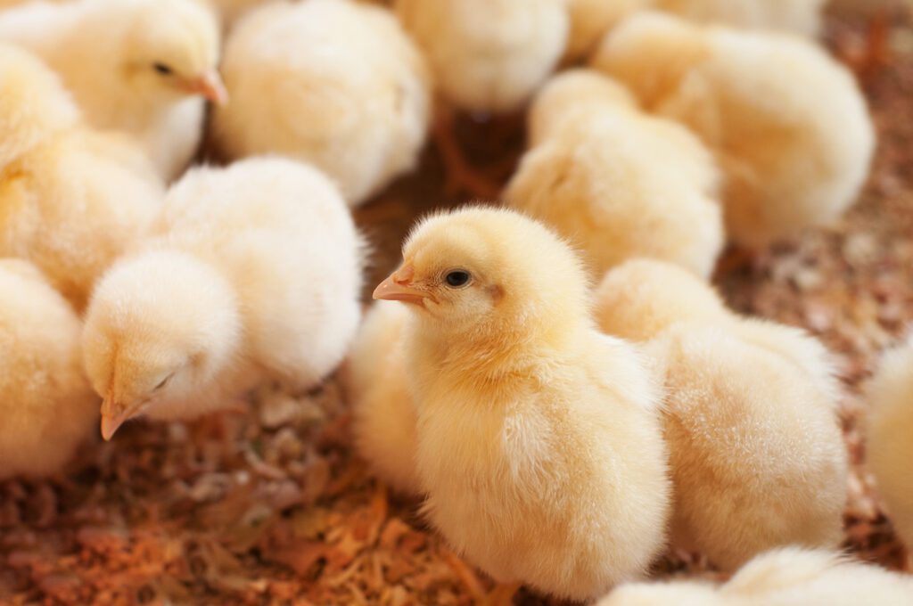 Baby broiler chicks on pine shaving bedding