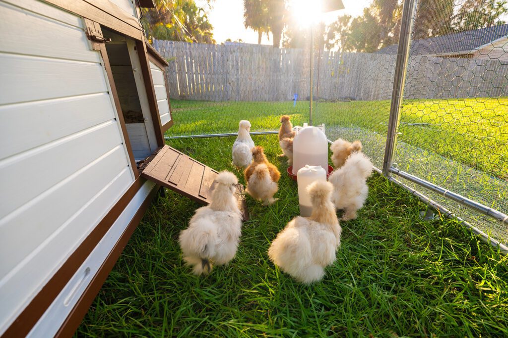 Young chicks in a backyard chicken coop