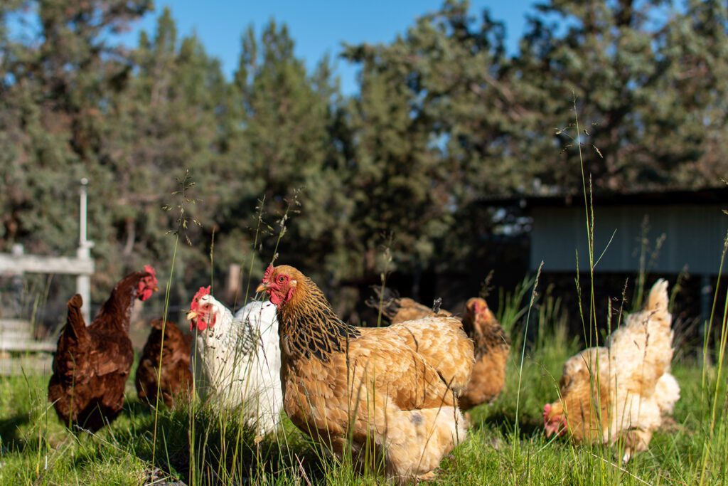 Free-range backyard chickens grazing in an open pasture