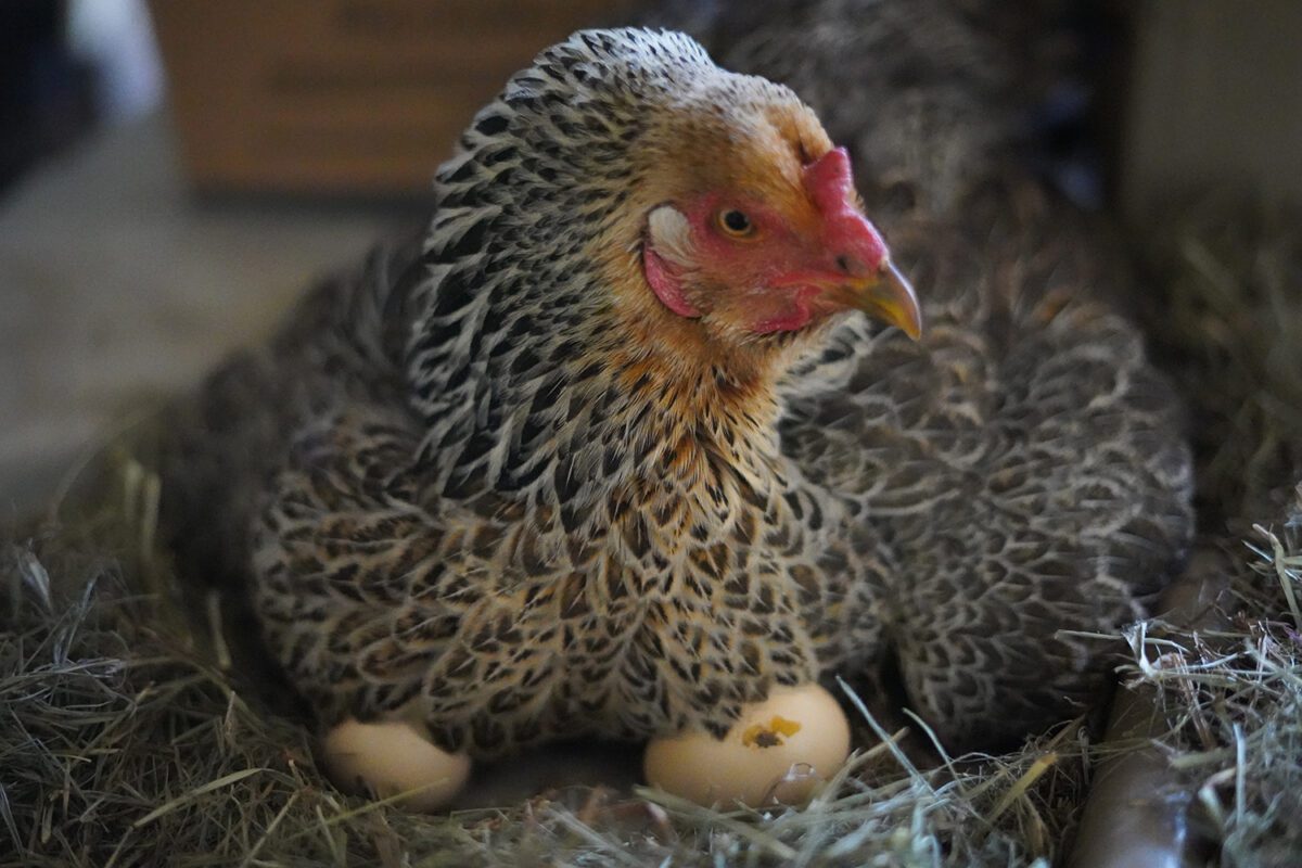 Broody hen sitting on eggs in a nest