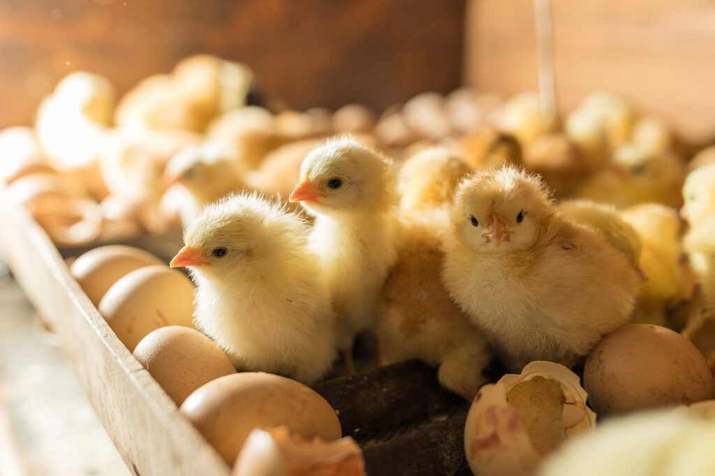 Baby chicks hatching in an incubator