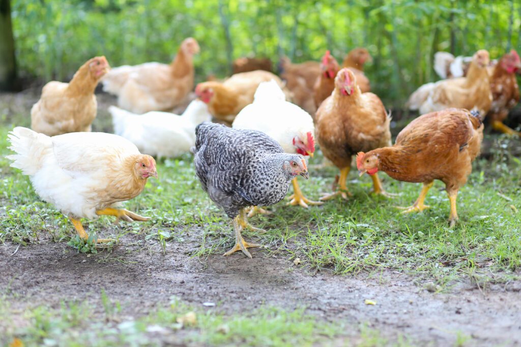 Pasture-raised broiler chickens foraging on grass.