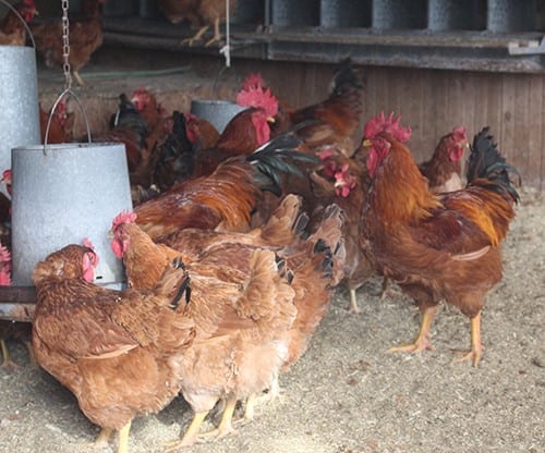 New Hampshire Chicken