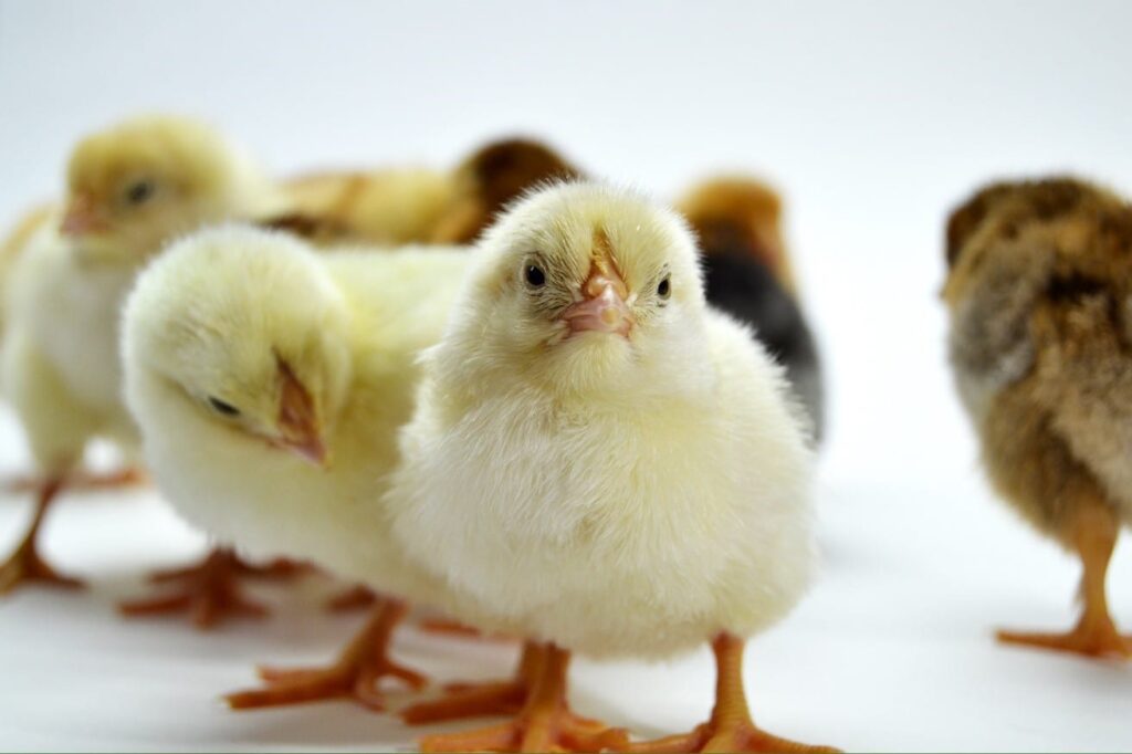 Baby chicks
