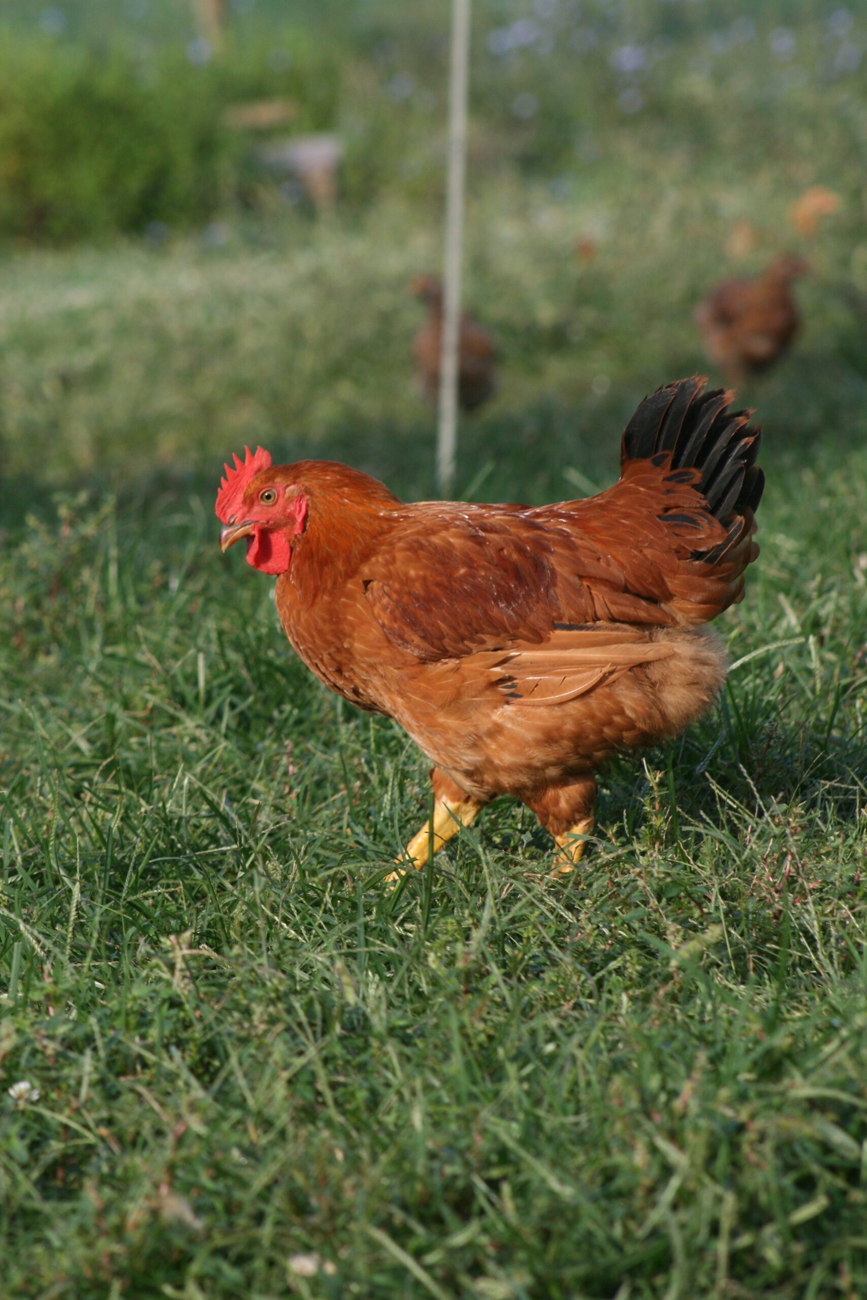 Freedom Ranger Chickens - Image 9