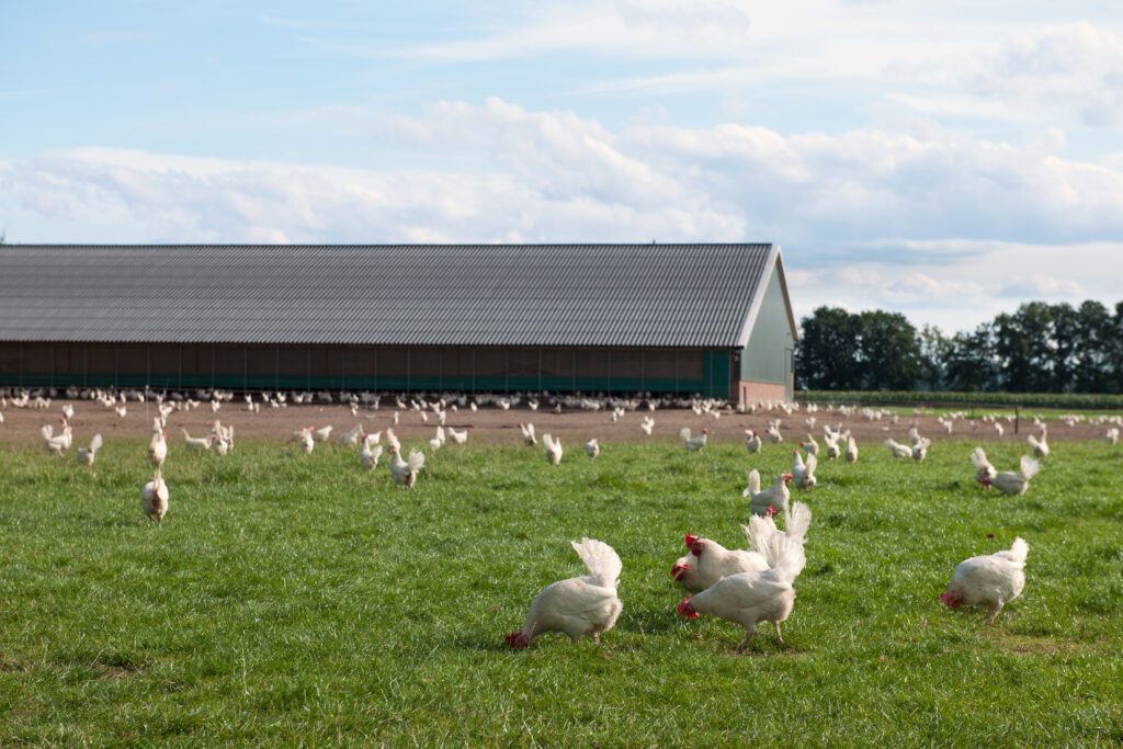 White chickens peck the ground in a field by a poultry house.