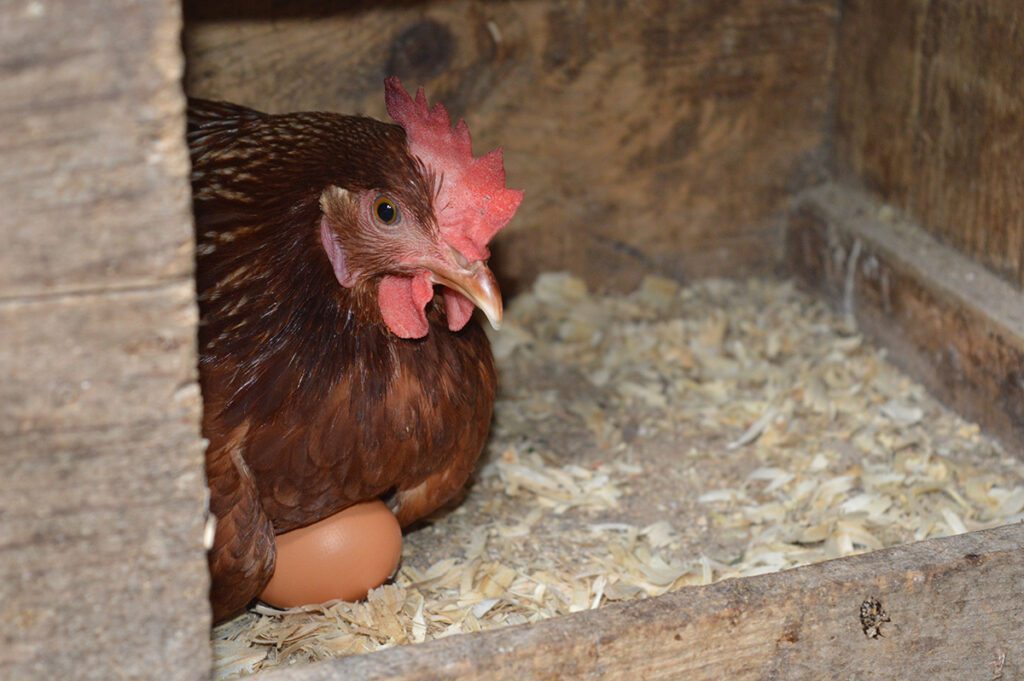 A Rhode Island red hen laying on an egg.