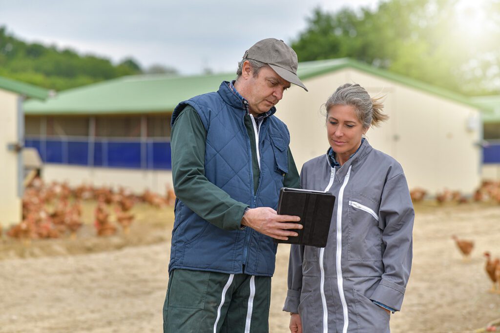 Chicken farmers analyzing their NPIP requirements.