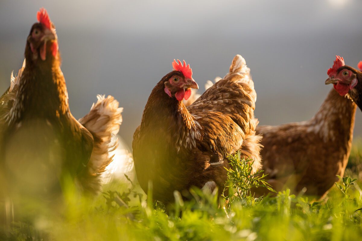 Free-range chicken on a farm.
