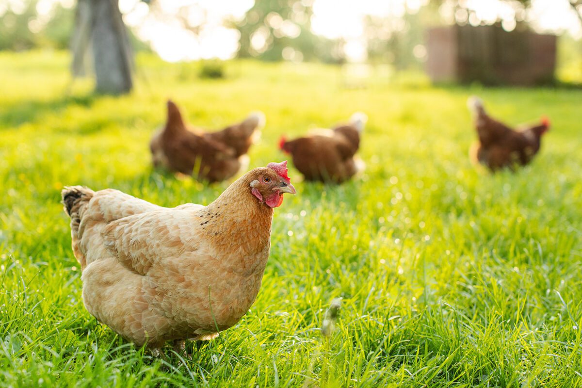 Flock of chickens roaming a sunny open pasture.